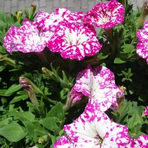20190602_130237.jpg