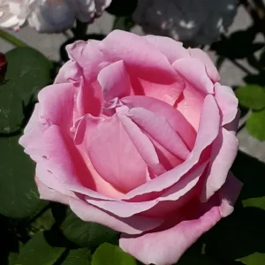 20190605_095219.jpg