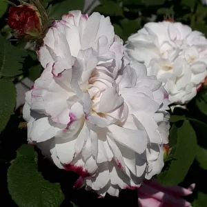 20190605_095208.jpg