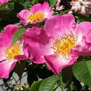 20190605_095151.jpg