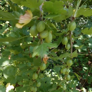 DSCN2350.JPG
