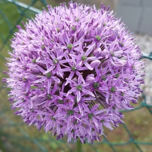 Garten 2019 bis 7.6.2019 1392.jpg