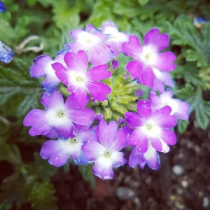 Garten 2019 bis 7.6.2019 1573.jpg