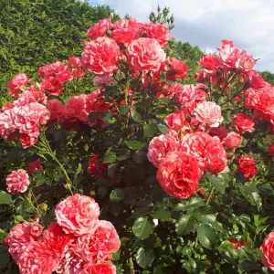 20190609_073836-3456x1944.jpg