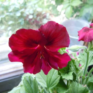 DSCN9680.JPG