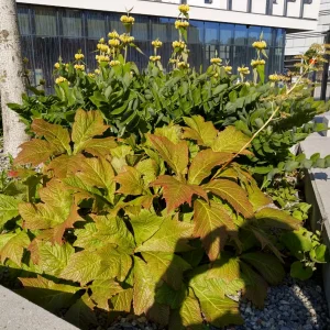 upload_2019-6-10_11-37-44.png