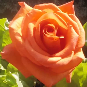 IMG_20190611_080617.jpg
