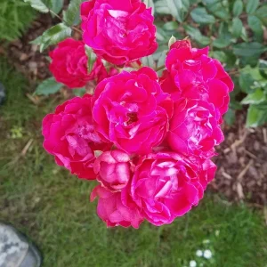 Garten 2019 bis 7.6.2019 1650.jpg
