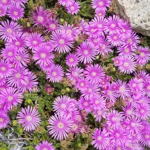 Garten 2019 bis 7.6.2019 1640.jpg