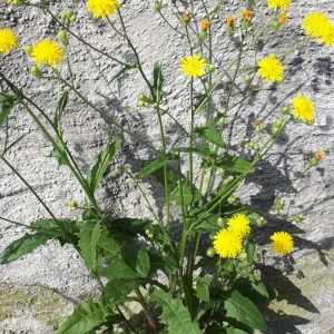 20190613_083545-1944x3456.jpg