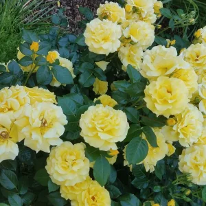 Garten 2019 bis 7.6.2019 1647.jpg