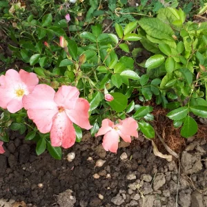 20190615_084628.jpg