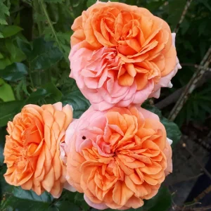 20190615_084614.jpg