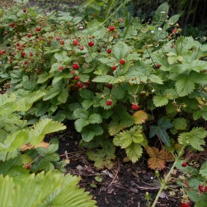 DSCN2357.JPG