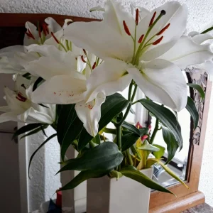 20190616_163418 Lilien.jpg