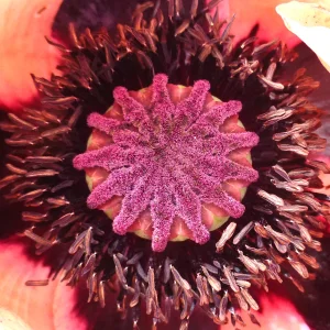 Mohn 2.png