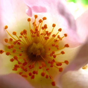 Rose.png
