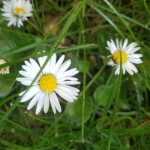Garten 2019 bis 7.6.2019 1600.jpg