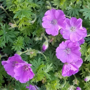 Garten 2019 bis 7.6.2019 1373.jpg