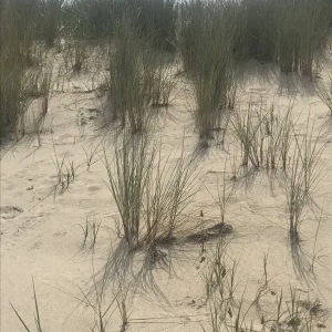 D9721AD0-813A-4CD6-AE0E-BB8B12489AF3.jpeg