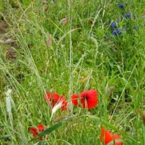 upload_2019-6-20_15-0-53.jpeg