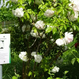 upload_2019-6-20_16-6-38.jpeg