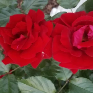 Garten 2019 bis 7.6.2019 1613.jpg