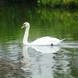 Schwan 1c.png