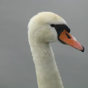 Schwan 3c.png