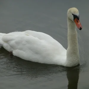 Schwan 2c.png