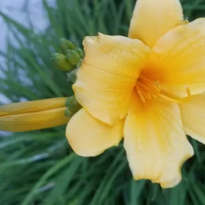 Garten 2019 bis 7.6.2019 1611.jpg