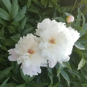 Garten 2019 bis 7.6.2019 1602.jpg