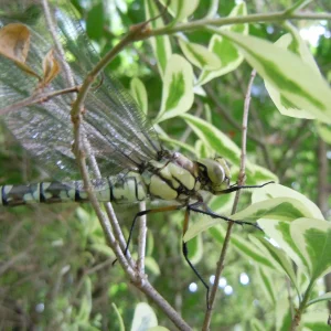 DSCN9712.JPG