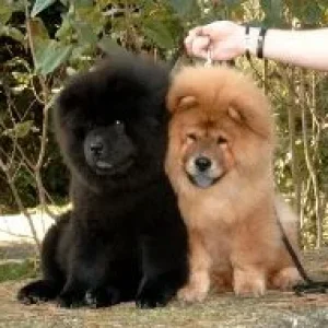 !! Chows schwarz und rot.jpg