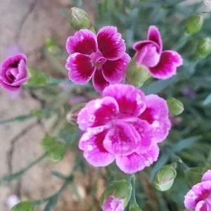 Garten 2019 bis 7.6.2019 1605.jpg
