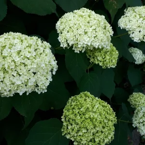 20190627_070041.jpg