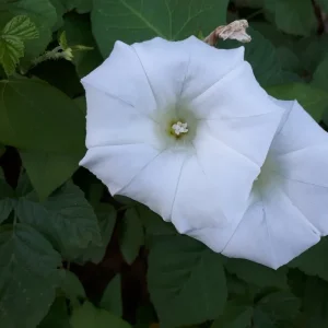 20190627_062601.jpg