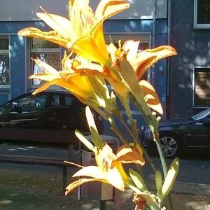 Blume mit Schatten.png