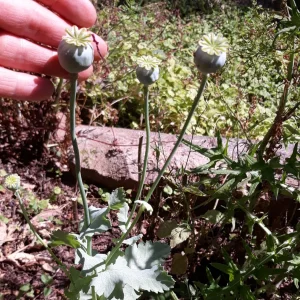 Papaver1.jpg