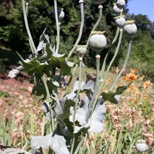 Papaver2.jpg