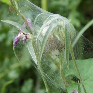 Spinnennetz auf Blume.jpg