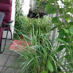 20190708_125146_resized.jpg