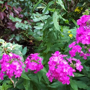 20190709_105324.jpg