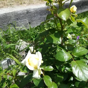 IMG_20190706_131159.jpg