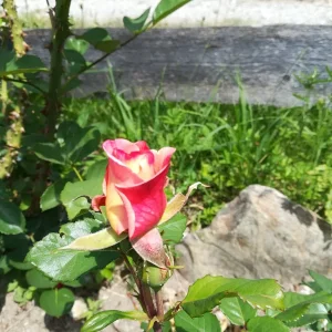 IMG_20190706_131152.jpg