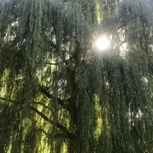 C2030E41-2ACD-4E4F-81F3-605E834ECF9C.jpeg
