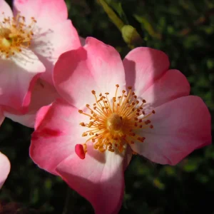 DSCN9745.JPG