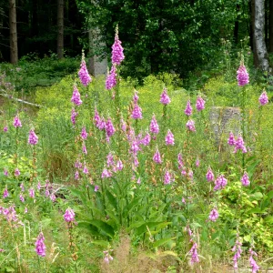 Blumen1.png