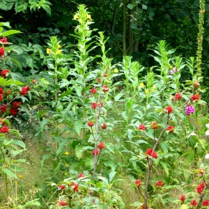 Blumen2.png