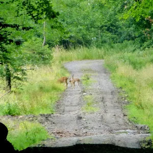 Rehe1.png